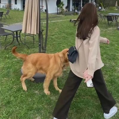 花心梦里人